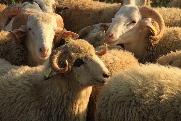 Kurban ile İlgili Ayetler ve Hadisler