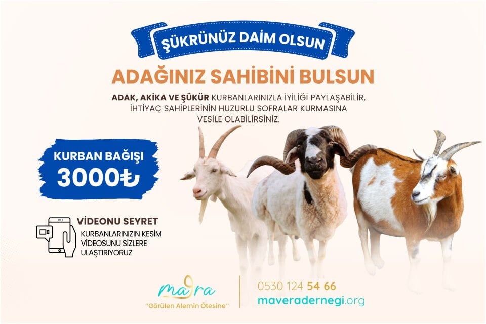 Afrika Küçükbaş Kurban