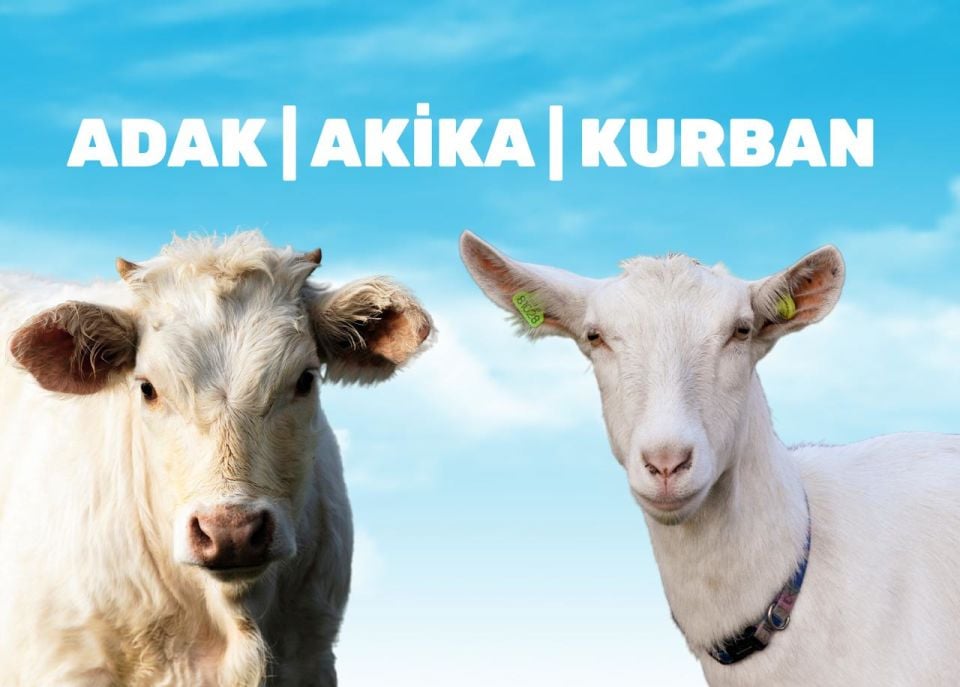Kurban Bayramı Afrika Küçükbaş Kurban